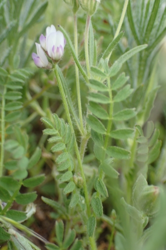 Biserrula pelecinus, photograph 1