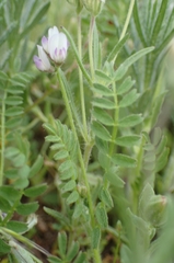 Biserrula pelecinus, photograph Jorge Íñiguez, CC BY, iNaturalist via GBIF