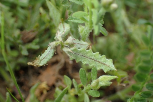Biserrula pelecinus, photograph 2