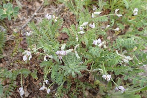 Biserrula pelecinus, photograph 3