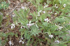 Biserrula pelecinus, photograph Jorge Íñiguez, CC BY, iNaturalist via GBIF