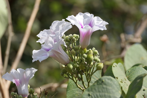 Tambarvel (Ipomoea campanulata)