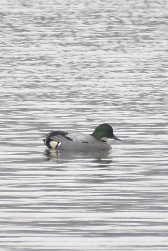 Falcated Duck
