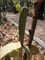Opuntia cochenillifera