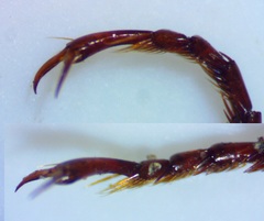 Pterostichus sculptus