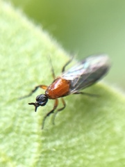 Dilophus tibialis