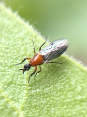 Dilophus tibialis
