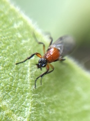 Dilophus tibialis