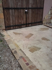 Sceloporus olivaceus