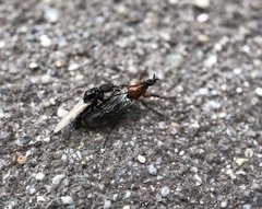 Dilophus strigilatus