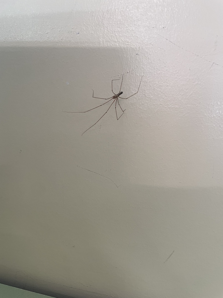 Long-bodied Cellar Spider from Bong Bong Rd, Mittagong, NSW, AU on ...