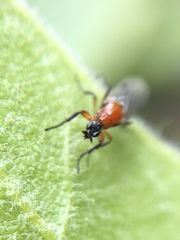 Dilophus tibialis