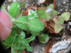Cerastium semidecandrum