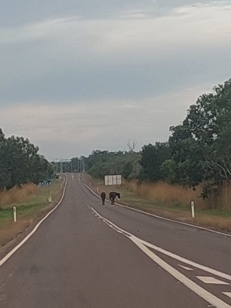 Domestic Horse from Jabiru NT 0886, Australia on March 23, 2024 at 06: ...