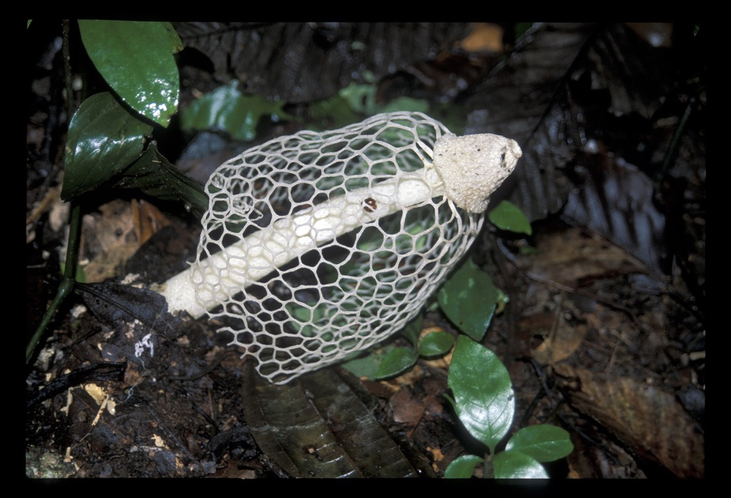 Phallus indusiatus · July 1999 · photo: © vanhoutan (iNaturalist, cc-by)