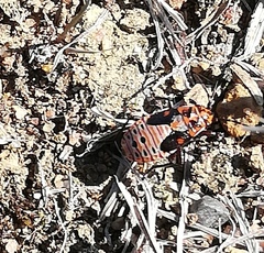 Spilostethus taeniatus