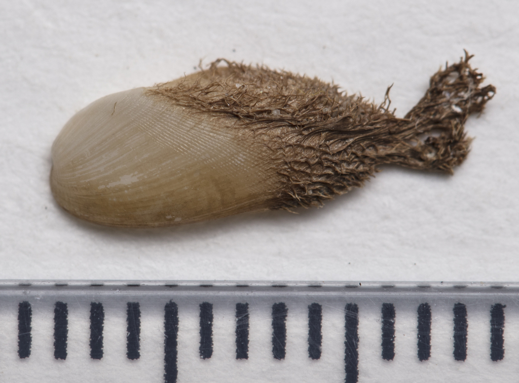 Gregariella semigranata