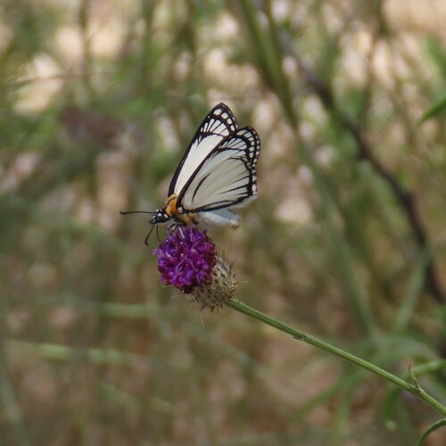 White-cloaked Skipper
