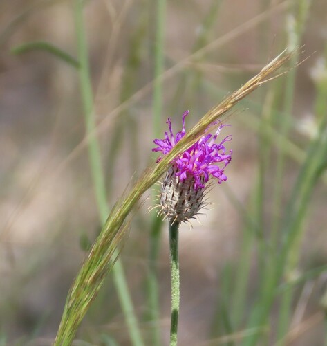 Parapolydora fastigiata
