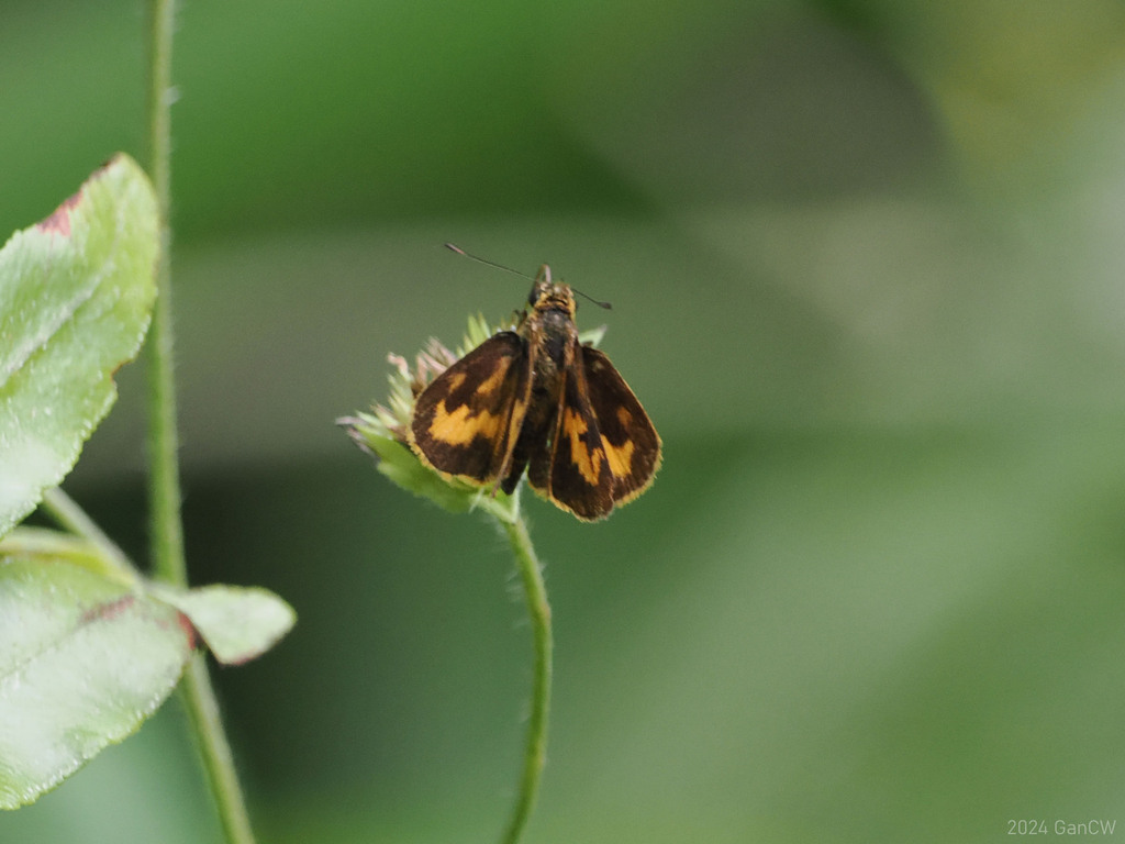 Oriens californica