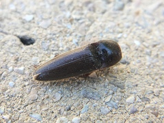 Melanotus ignobilis