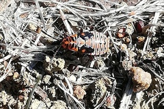 Spilostethus taeniatus