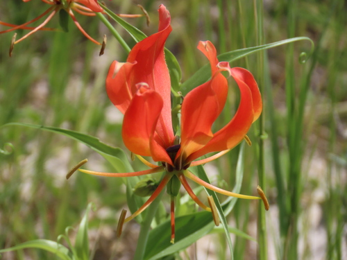flame lily
