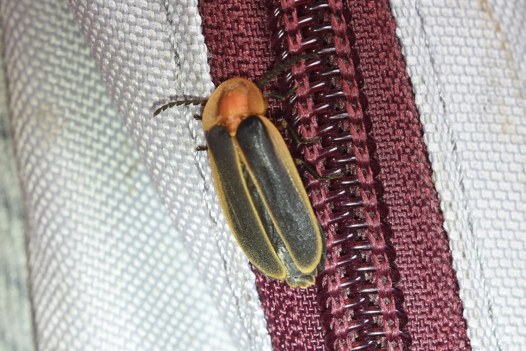 Rimmed Window Firefly in March 2024 by 桃子 · iNaturalist