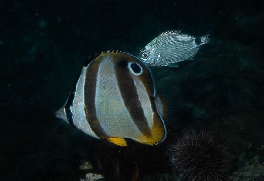 Doubledash butterflyfish (Chaetodon marleyi) — Chaetodontidae