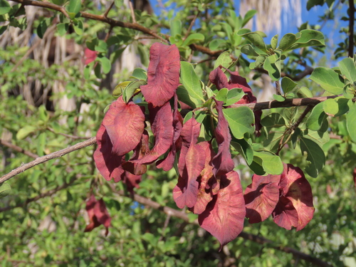 Purplepod clusterleaf