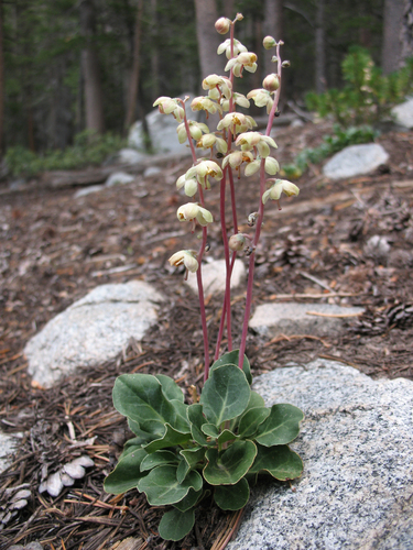 Pyrola dentata