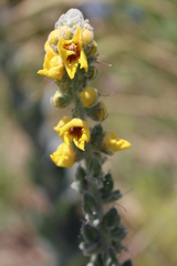Verbascum boerhavii