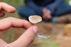 Agaricales
