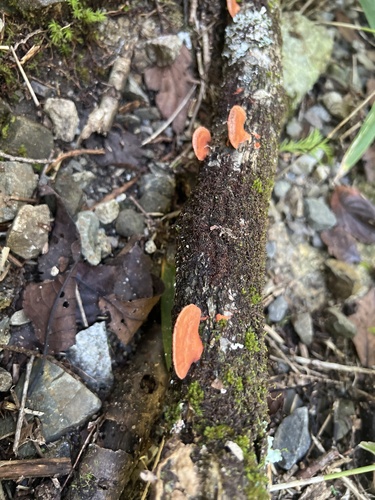 観察された菌類