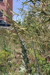 Verbascum boerhavii