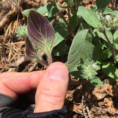 Phacelia phacelioides