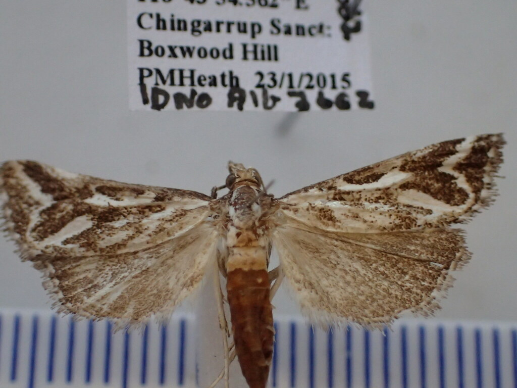 Sedenia atacta
