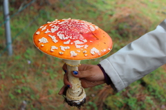 Amanita muscaria