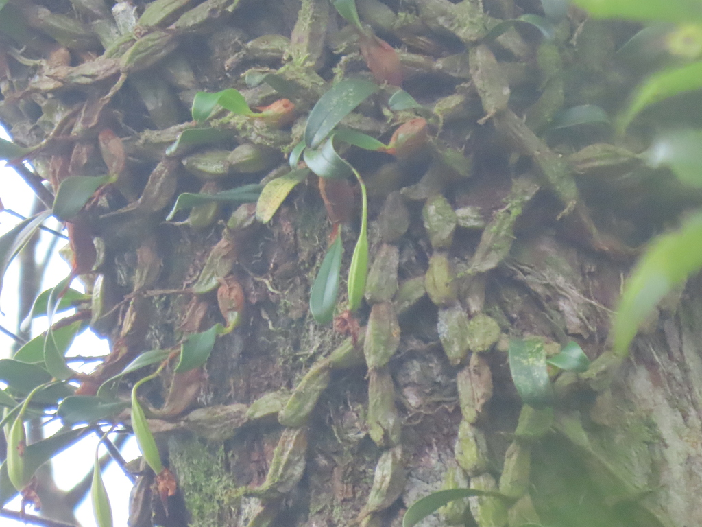 Dendrobium nakaharae Schltr. 4