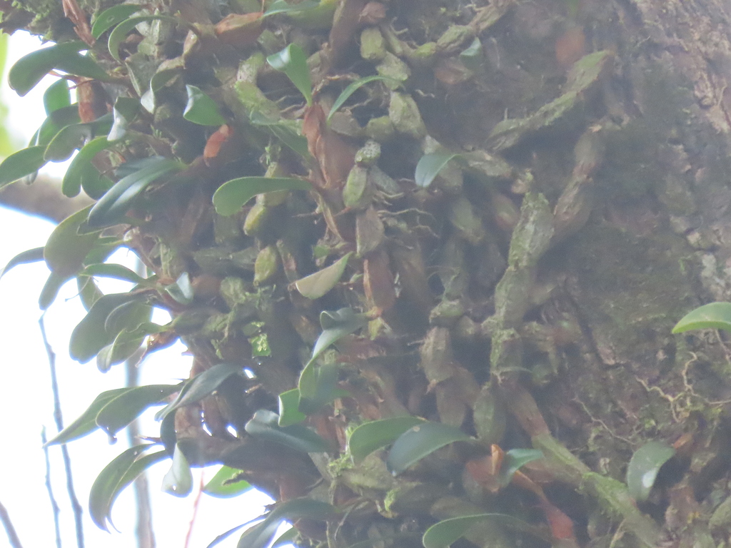 Dendrobium nakaharae Schltr. 3