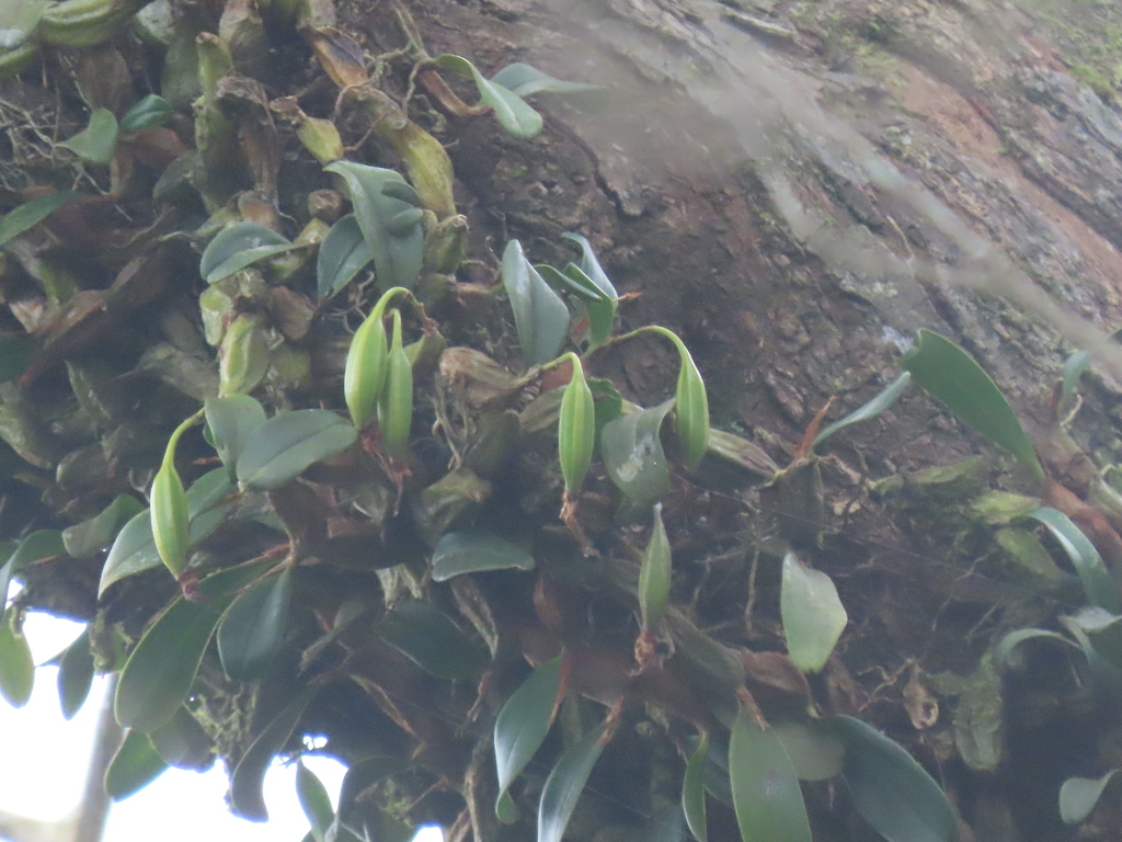 Dendrobium nakaharae Schltr. 2