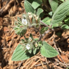 Phacelia phacelioides