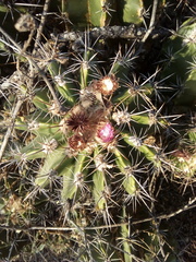Ferocactus flavovirens