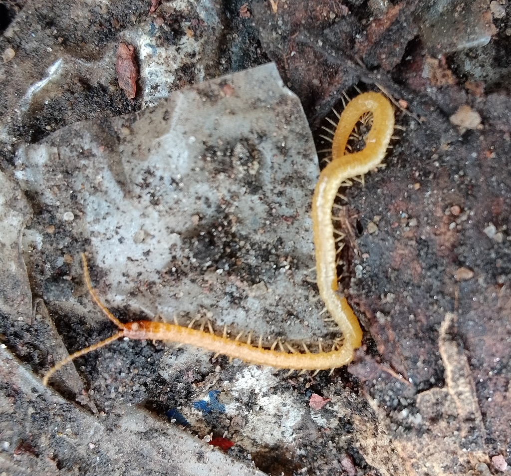 Boreal Yellow-headed Soil Centipede from Новгородская обл., Россия ...