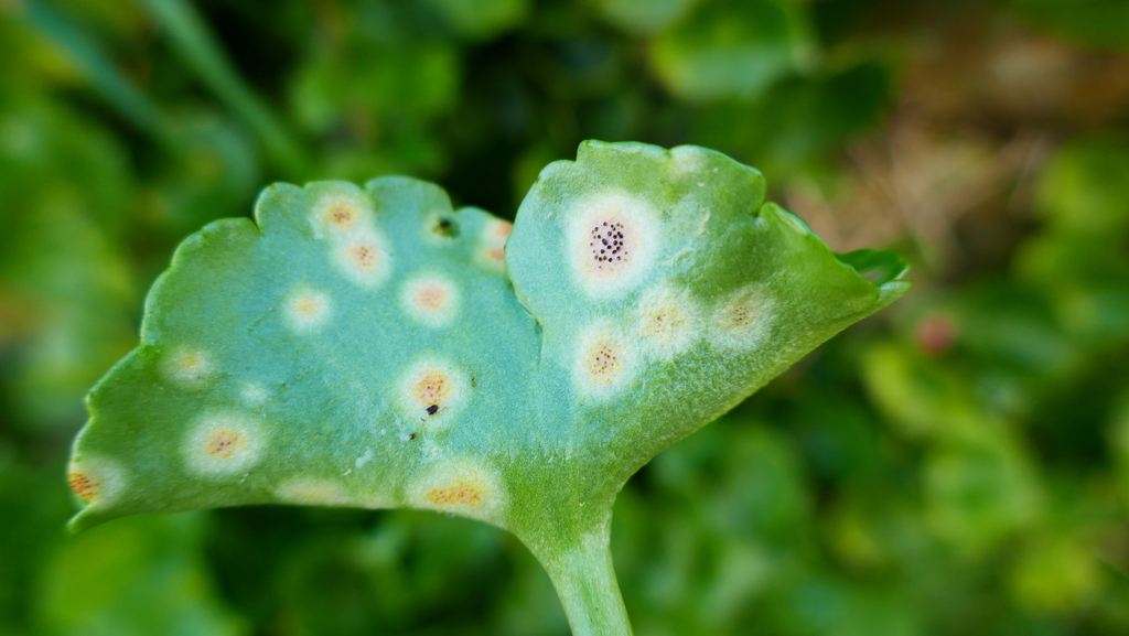 navelwort rust