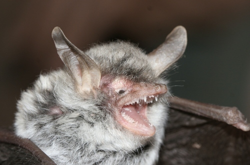 Zenati Myotis (Myotis zenatius) — Data Deficient Mammalia