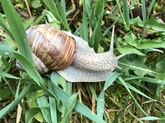 Helix pomatia