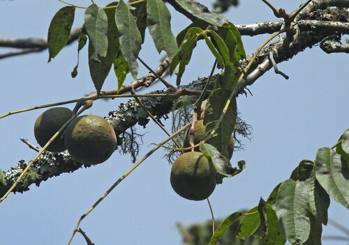Image of Juglans australis by no rights reserved