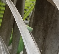 Ormenaria rufifascia