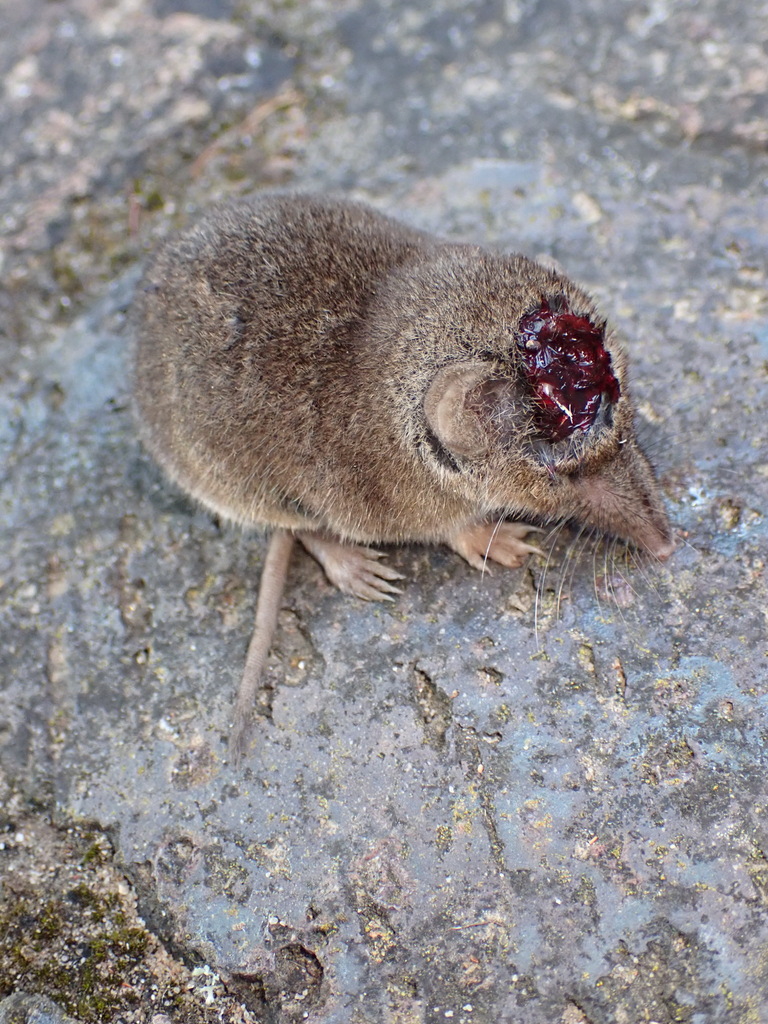 Least Dwarf Shrew
